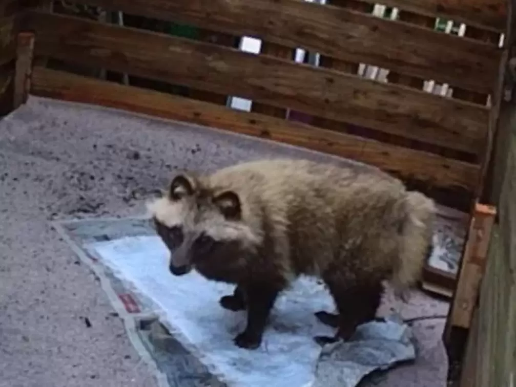 野生動物生態系調査サービス